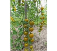 ФРОСТЕД, 10 шт