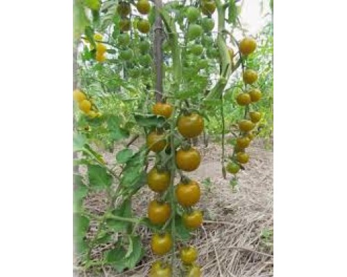 ФРОСТЕД, 10 шт