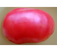 МОДЕЛЬ, 10 шт