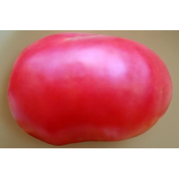 МОДЕЛЬ, 10 шт