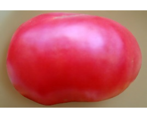 МОДЕЛЬ, 10 шт