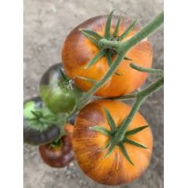 ЯСНЫЙ САМОЦВЕТ (Lucid Gem), 10 шт