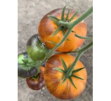 ЯСНЫЙ САМОЦВЕТ (Lucid Gem), 10 шт