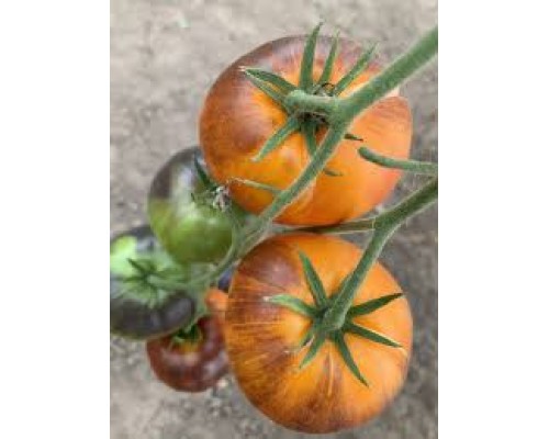 ЯСНЫЙ САМОЦВЕТ (Lucid Gem), 10 шт