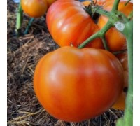 КАЙТИДИД (Dwarf Caitydid), 10 шт