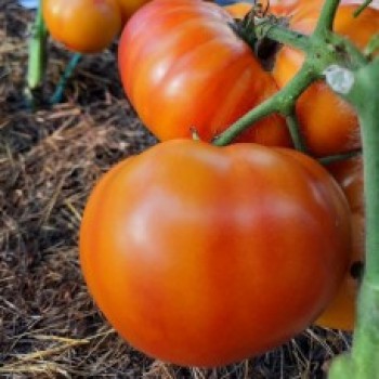 КАЙТИДИД (Dwarf Caitydid), 10 шт