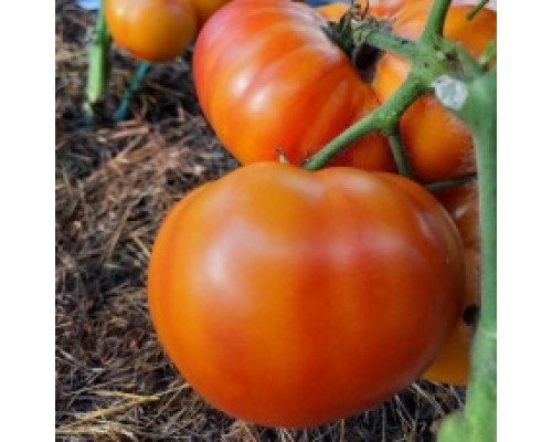 КАЙТИДИД (Dwarf Caitydid), 10 шт