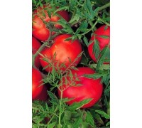 КУДРЯВЫЙ МАЛЫШ, 10 шт