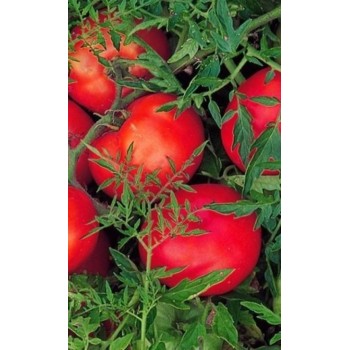 КУДРЯВЫЙ МАЛЫШ, 10 шт