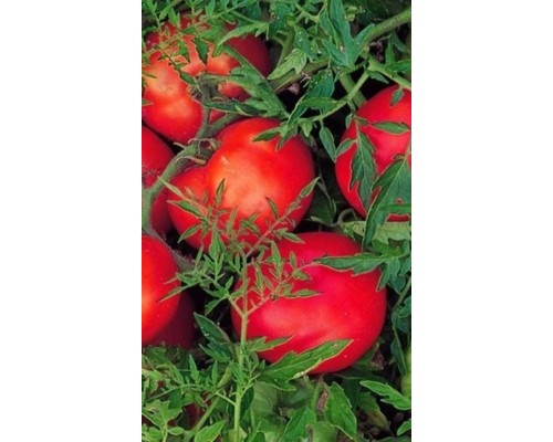 КУДРЯВЫЙ МАЛЫШ, 10 шт