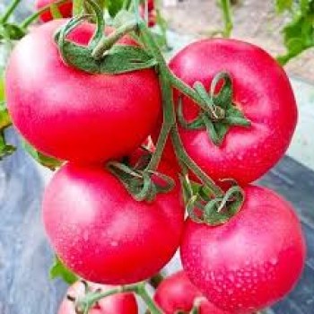 МАЛИНОВЫЙ ОЖАРОВСКИ, 10 шт