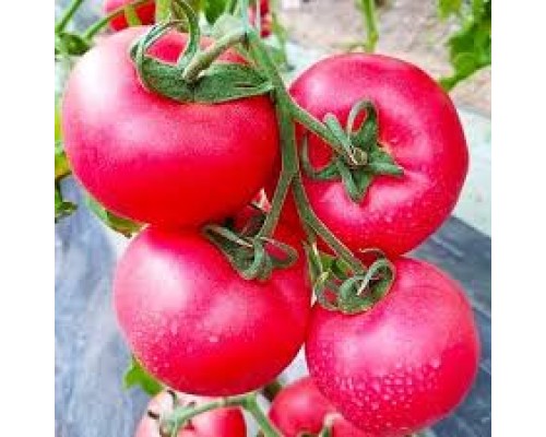 МАЛИНОВЫЙ ОЖАРОВСКИ, 10 шт