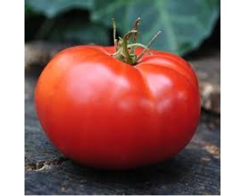 МАУ ФЕЙ, 10 шт