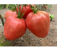 МИНУСИНСКИЙ ДОМАШНИЙ, 10 шт