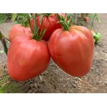 МИНУСИНСКИЙ ДОМАШНИЙ, 10 шт