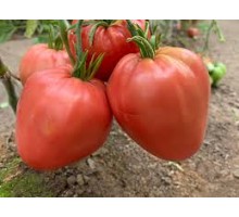 МИНУСИНСКИЙ ДОМАШНИЙ, 10 шт