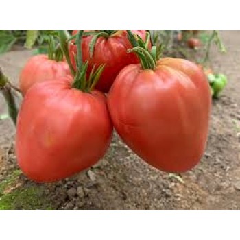 МИНУСИНСКИЙ ДОМАШНИЙ, 10 шт