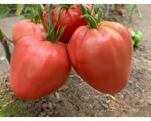 МИНУСИНСКИЙ ДОМАШНИЙ, 10 шт