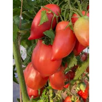 МИНУСИНСКИЙ КИСТЕВОЙ, 10 шт