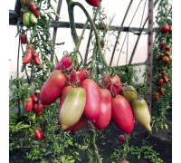 МИНУСИНСКИЙ ПЕРЧИК РОЗОВЫЙ, 10 шт