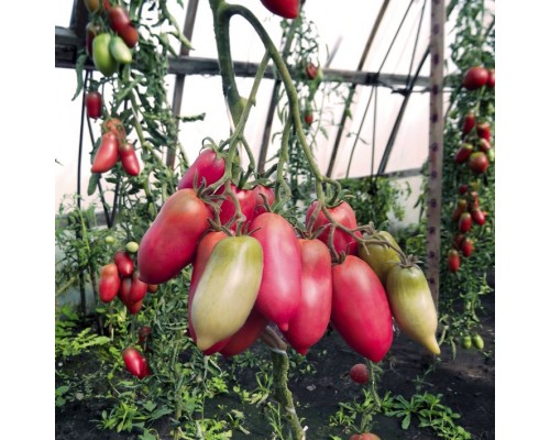 МИНУСИНСКИЙ ПЕРЧИК РОЗОВЫЙ, 10 шт