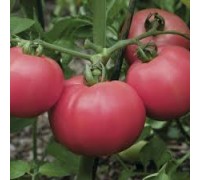 МИНУСИНСКИЙ ПУДОВИК РОЗОВЫЙ, 10 шт