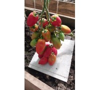 МИНУСИНСКИЙ КИСТЕВОЙ, 10 шт