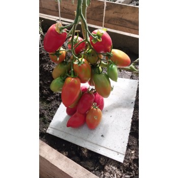 МИНУСИНСКИЙ КИСТЕВОЙ, 10 шт