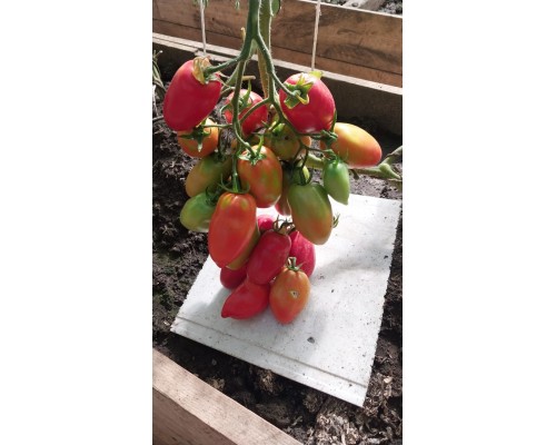 МИНУСИНСКИЙ КИСТЕВОЙ, 10 шт