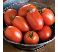 МИНУСИНСКАЯ СЛИВКА НИЗКАЯ, 10 шт