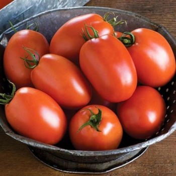 МИНУСИНСКАЯ СЛИВКА НИЗКАЯ, 10 шт