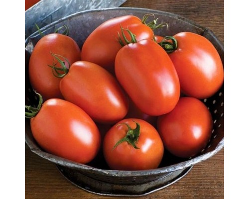 МИНУСИНСКАЯ СЛИВКА НИЗКАЯ, 10 шт