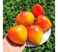 МИНУСИНСКОЕ СЕРДЦЕ БИКОЛОР, 10 шт