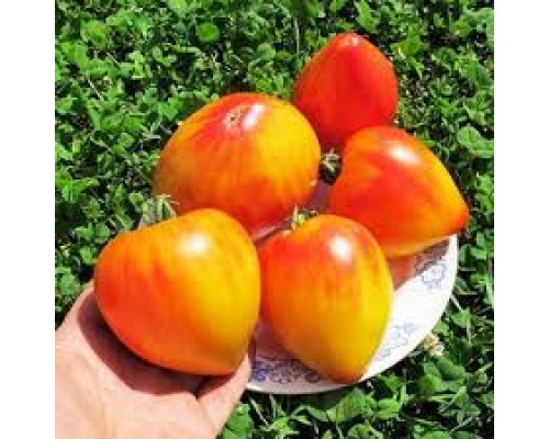 МИНУСИНСКОЕ СЕРДЦЕ БИКОЛОР, 10 шт