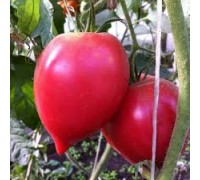 МИНУСИНСКОЕ СЕРДЦЕ МАЛИНОВОЕ, 10 шт