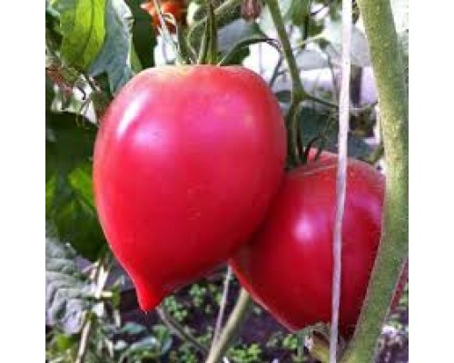 МИНУСИНСКОЕ СЕРДЦЕ МАЛИНОВОЕ, 10 шт