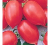 НАДЕЖДА ТАРАСЕНКО, 10 шт