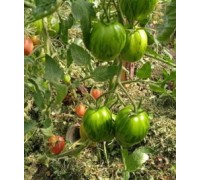 ПАСХАЛЬНЫЕ ЯЙЦА (Peach Blow Sutton),10 шт