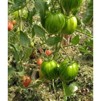 ПАСХАЛЬНЫЕ ЯЙЦА (Peach Blow Sutton),10 шт