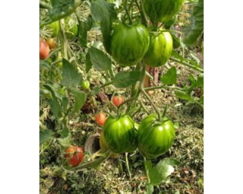 ПАСХАЛЬНЫЕ ЯЙЦА (Peach Blow Sutton),10 шт