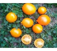 ПЬЕННОЛО ДЕЛЬ ВЕЗУВИО ЖЕЛТЫЙ (Yellow Piennolo del Vesuvio), 10 шт