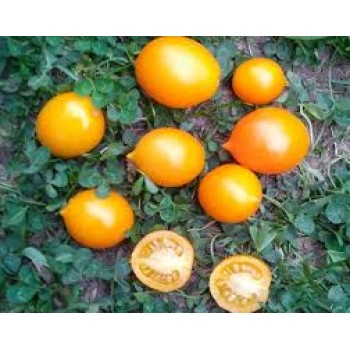 ПЬЕННОЛО ДЕЛЬ ВЕЗУВИО ЖЕЛТЫЙ (Yellow Piennolo del Vesuvio), 10 шт