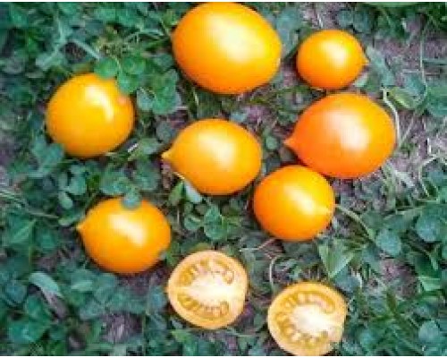 ПЬЕННОЛО ДЕЛЬ ВЕЗУВИО ЖЕЛТЫЙ (Yellow Piennolo del Vesuvio), 10 шт