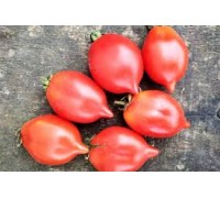 ПЬЕННОЛО ДЕЛЬ ВЕЗУВИО  (Piennolo del Vesuvio), 10 шт