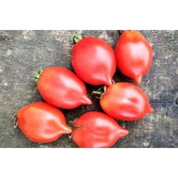 ПЬЕННОЛО ДЕЛЬ ВЕЗУВИО  (Piennolo del Vesuvio), 10 шт