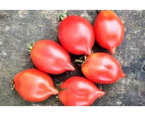 ПЬЕННОЛО ДЕЛЬ ВЕЗУВИО  (Piennolo del Vesuvio), 10 шт