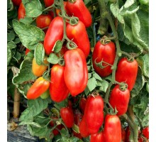 САН МАРЦАНО (san Marzano), 10 шт