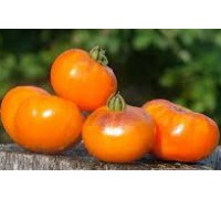 САН-СИНИЙ (Sun Blue), 10 шт