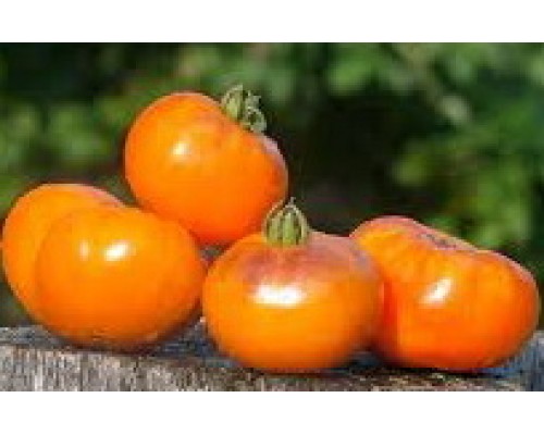 САН-СИНИЙ (Sun Blue), 10 шт