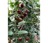 СЕКРЕТ ПАУЛИНЫ (Paulina’s Secret), 10 шт